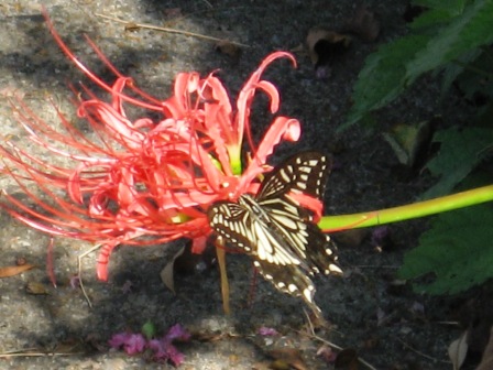 b0082484_0141696.jpg
