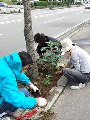 医科大どおりの花たちは、、、_f0020584_2271643.jpg