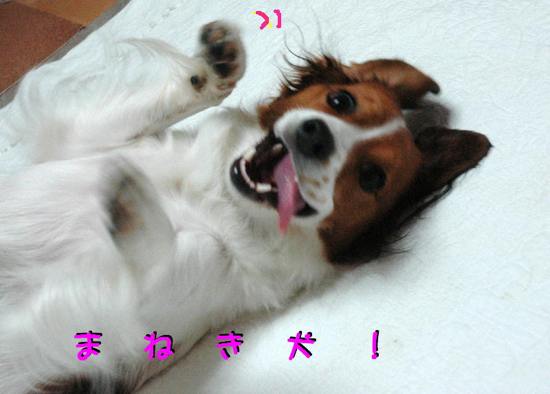 c0075585_372627.jpg