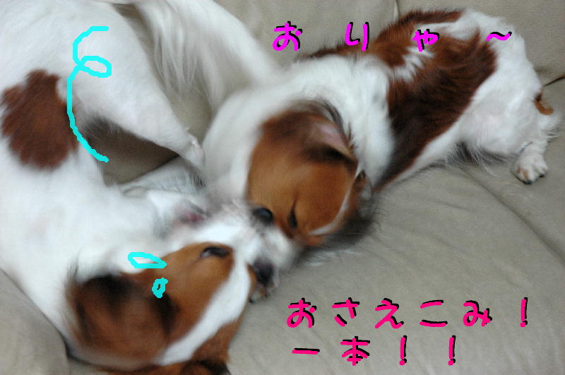 c0075585_394012.jpg