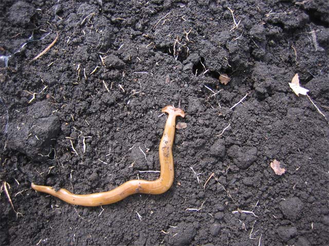 あっ ハンマーヘッドだ 昆虫ブログ むし探検広場 あっ ハンマーヘッドだ 昆虫ブログ むし探検広場