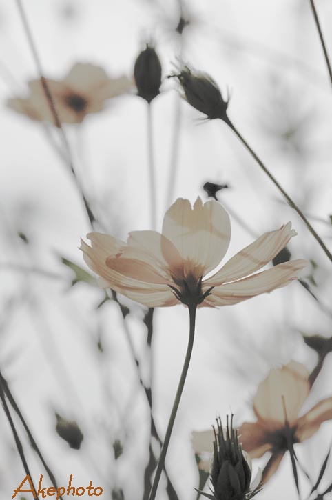 　　　・:*:・　秋　桜　・:*:・_e0127416_22124242.jpg