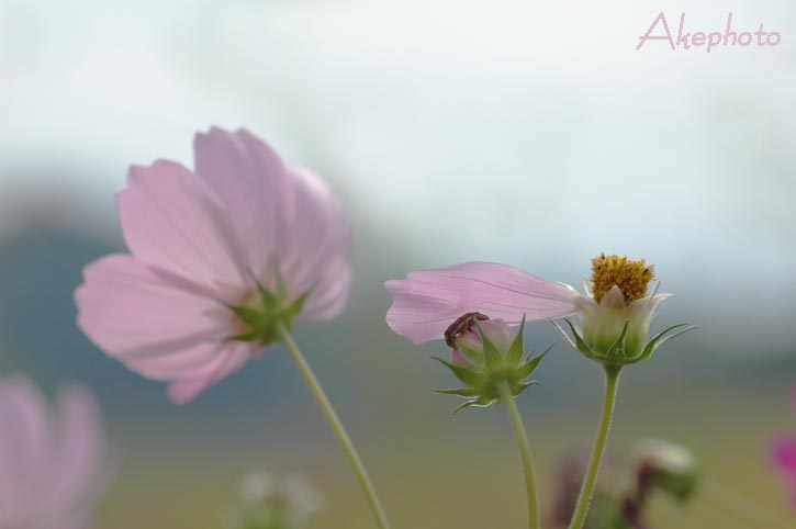 　　　・:*:・　秋　桜　・:*:・_e0127416_22135417.jpg
