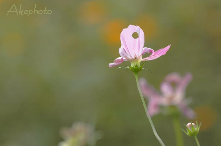 　　　・:*:・　秋　桜　・:*:・_e0127416_22161581.jpg