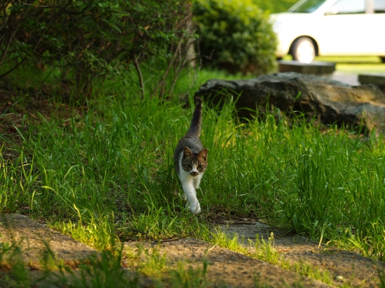 カンフーおじさんと猫_c0136217_1434212.jpg