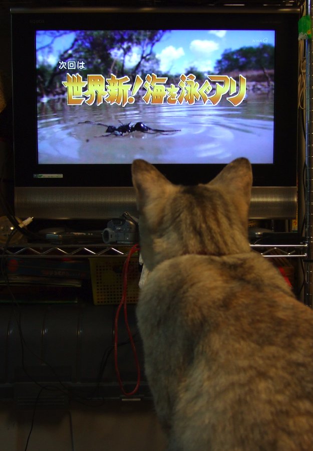 真摯なまなざし_b0060239_21402499.jpg