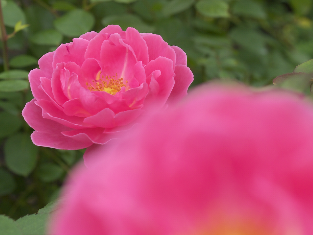 なばなの里の花--7_a0089554_9265419.jpg