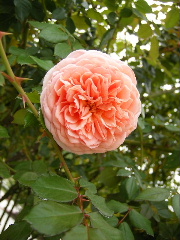 f0043559_0134945.jpg