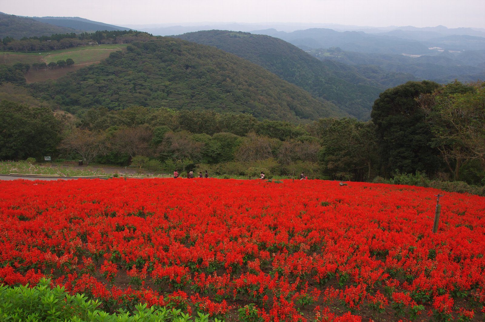 鹿野山のサルビア_e0071178_20475247.jpg