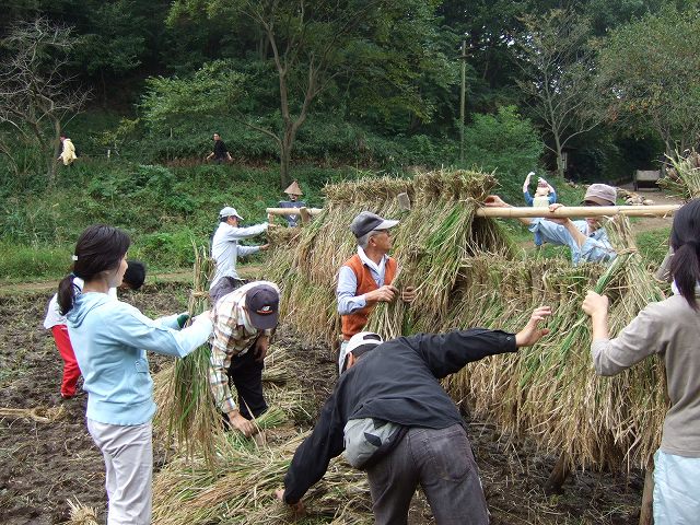 ■　稲刈りしました　　　07.10.14_e0070891_1881578.jpg