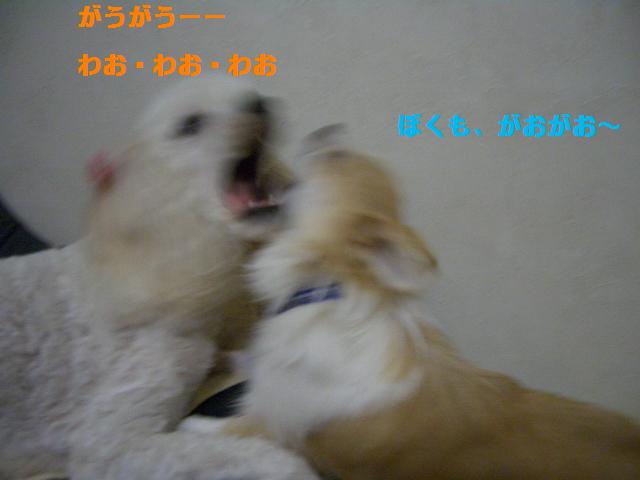 c0132205_1746659.jpg