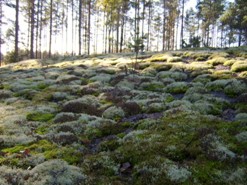 d0115609_4531.jpg