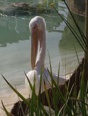 e0115312_8234928.jpg