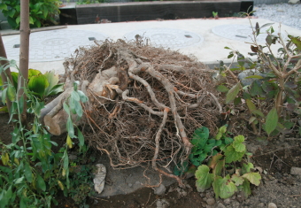 e0102713_17581985.jpg