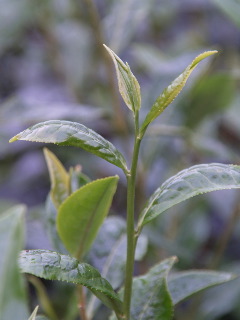 e0112213_78181.jpg