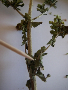 f0133814_1443346.jpg