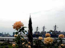 バラが咲く　美しい港　横須賀港　（10月14日）_a0023315_174995.jpg