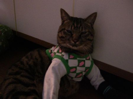 売れないホスト 両手のない猫 チビタと愉快な仲間たち