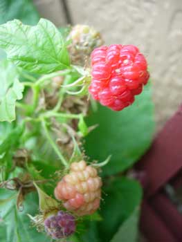 e0097534_17472913.jpg