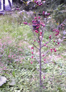 f0063944_13523883.gif