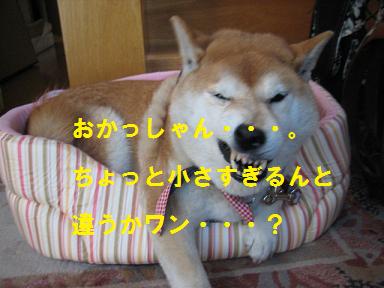 寒くなるにつれ、丸く・・・?_c0049950_938365.jpg