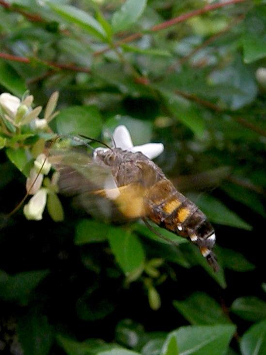 e0064158_028106.jpg