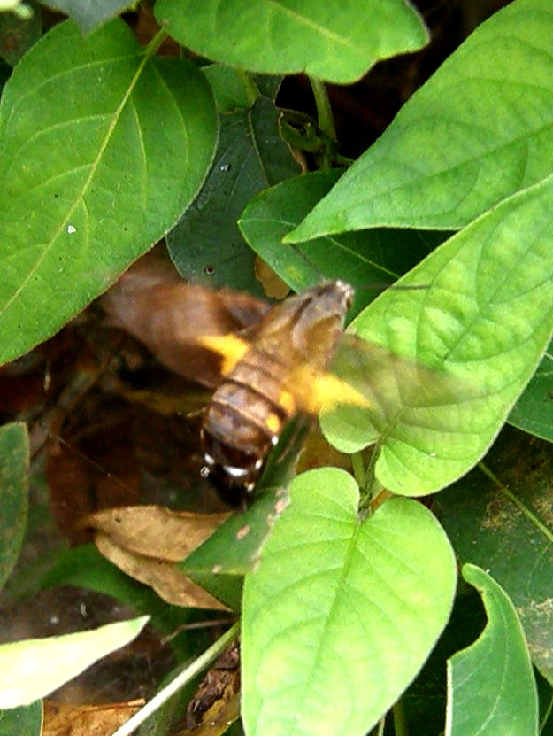e0064158_031213.jpg