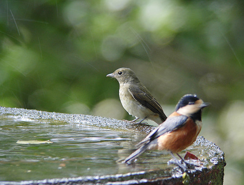 今日の○　キビタキ ( メス )、メジロ、ヤマガラ_c0011365_17412123.jpg