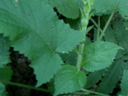 キバナアキギリ(黄花秋桐)_c0085874_1875784.jpg