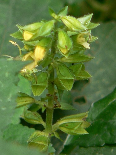 キバナアキギリ(黄花秋桐)_c0085874_1891110.jpg