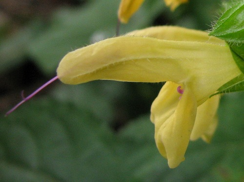 キバナアキギリ(黄花秋桐)_c0085874_1894194.jpg
