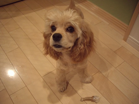 c0128303_0363947.gif