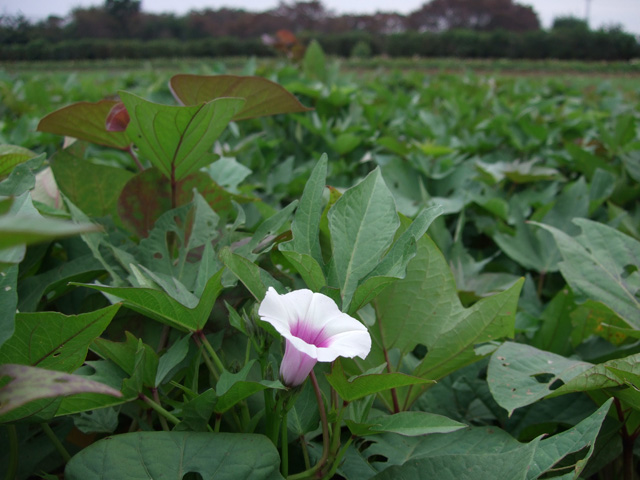 サツマイモの花が咲きました ピカいちさん の 雨ニモマケズ