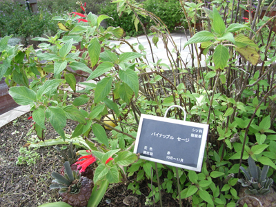 c0133721_1972442.jpg