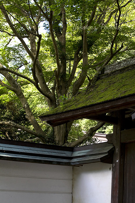 室生寺_c0136524_1884162.jpg