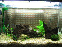 f0047439_1185528.gif