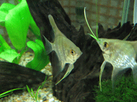 f0047439_1205551.gif