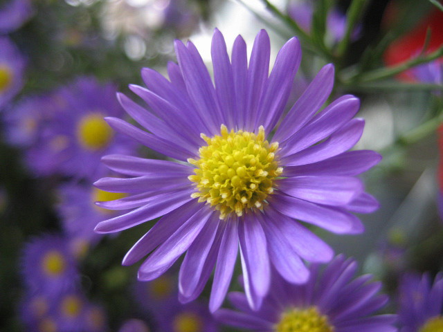 ・・・Purple in October・・・_f0089945_3272862.jpg