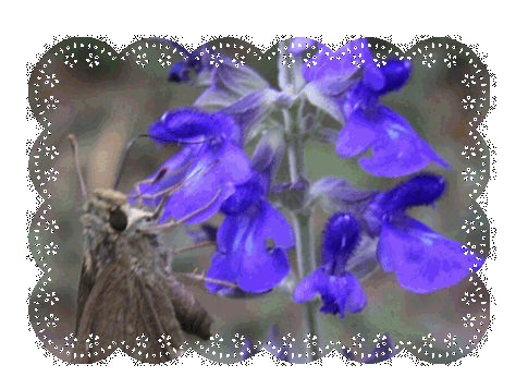 f0031546_832221.gif