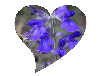 f0031546_8324062.gif