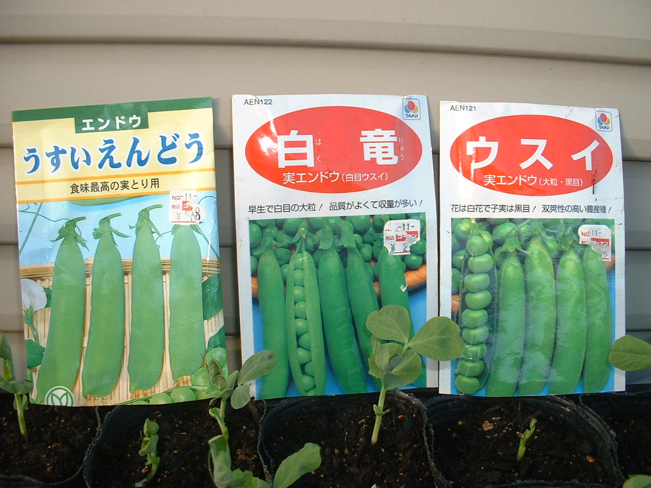 うすいえんどう豆のたね Okako Garden2