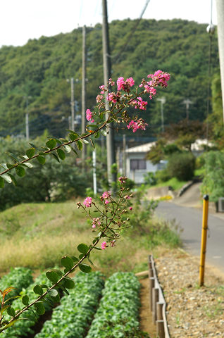 自宅から歩く・京王堀之内と越野　２_a0084757_21383471.jpg