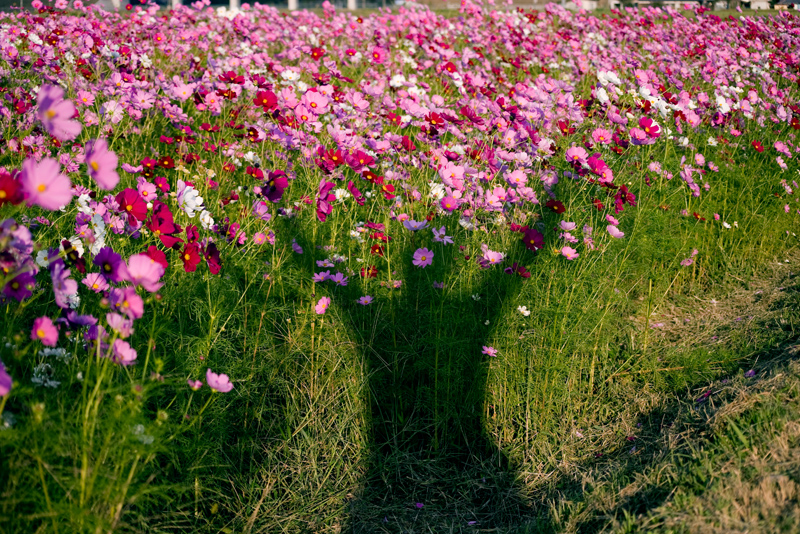 Cosmos Field_d0124465_9555536.jpg