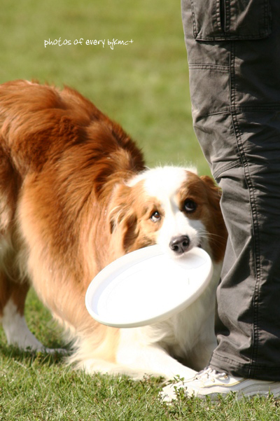 犬と遊ぶ休日_d0106090_21361889.jpg