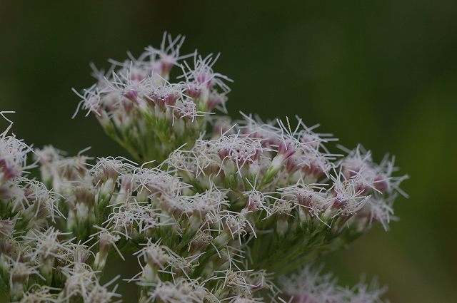 e0070891_1802994.jpg