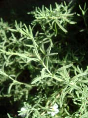 c0103793_8293977.jpg