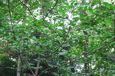 雑木の四季を振り返る_c0124100_1435840.jpg