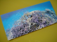 d0124206_13133615.jpg