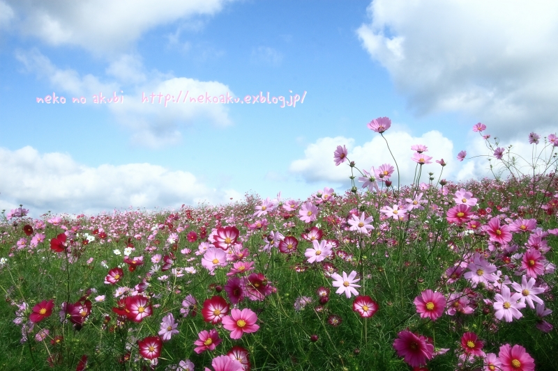大分県玖珠郡玖珠町 鏡山コスモス園 : ねこのあくび