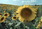 d0042618_132481.jpg